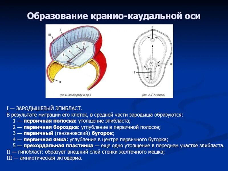 Образование первичной полоски происходит через