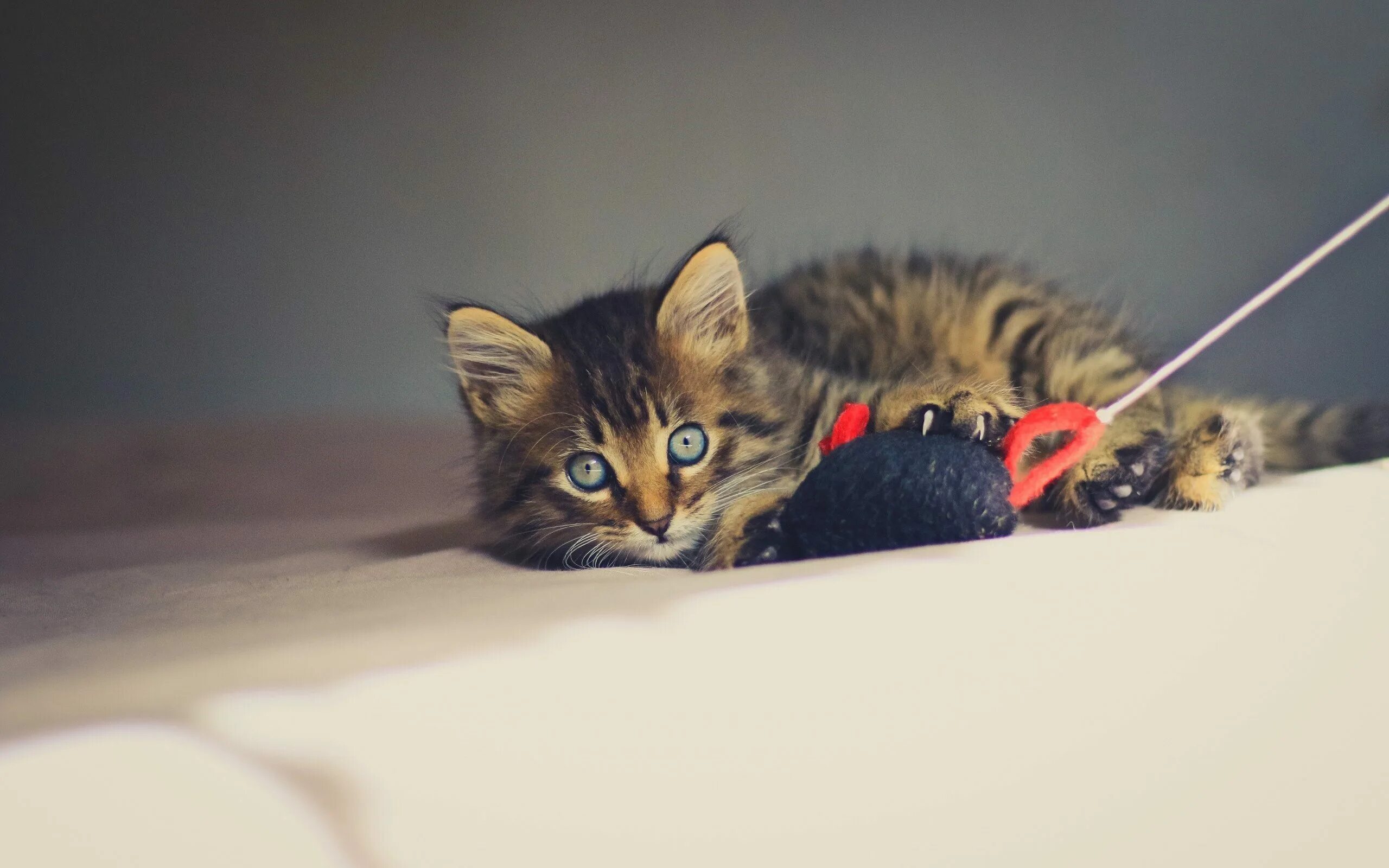 Картинки играющего котенка