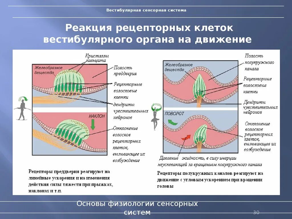 Уровни сенсорных систем. Структура и функции вестибулярной сенсорной системы.. Строение и функции рецепторов вестибулярной системы. Вестибулярная сенсорная система (орган равновесия). Вестибулярная сенсорная система строение и функции.