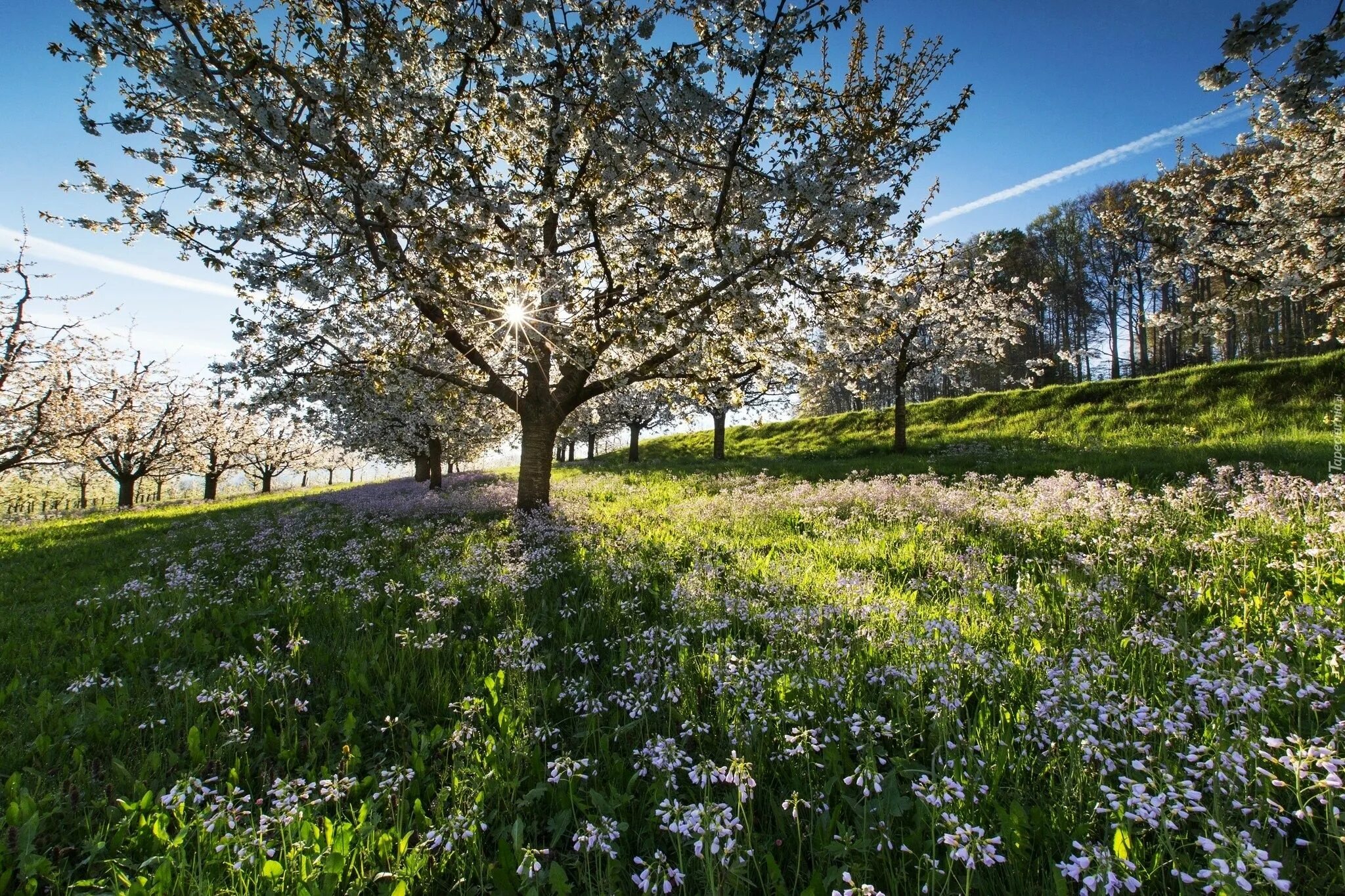 Was the best in spring. Весна природа. Весенний пейзаж. Природа весной. Поздняя Весна.