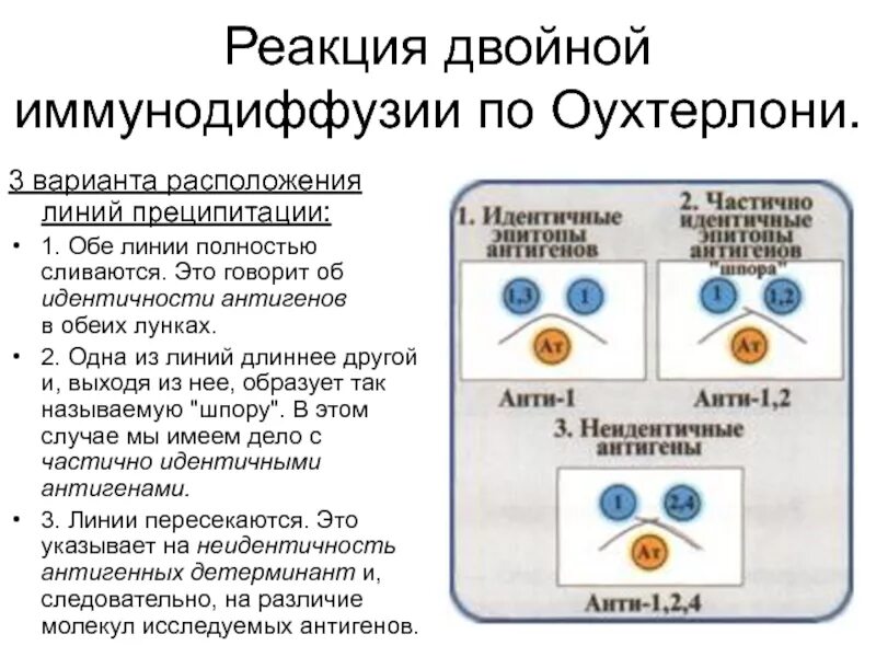 Реакция двойной иммунодиффузии по Оухтерлони. Реакция радиальной иммунодиффузии (реакция Манчини). Реакция диффузной преципитации по Оухтерлони. Методом радиальной иммунодиффузии в геле по Манчини.. Диффузная реакция