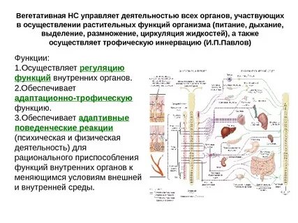 Какие системы выполняют регуляторную функцию