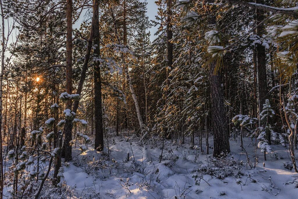 таежный хмао югра. таежный хмао югра. югра природа зима. таёжный — посёлок городского типа. таежный хмао югра.