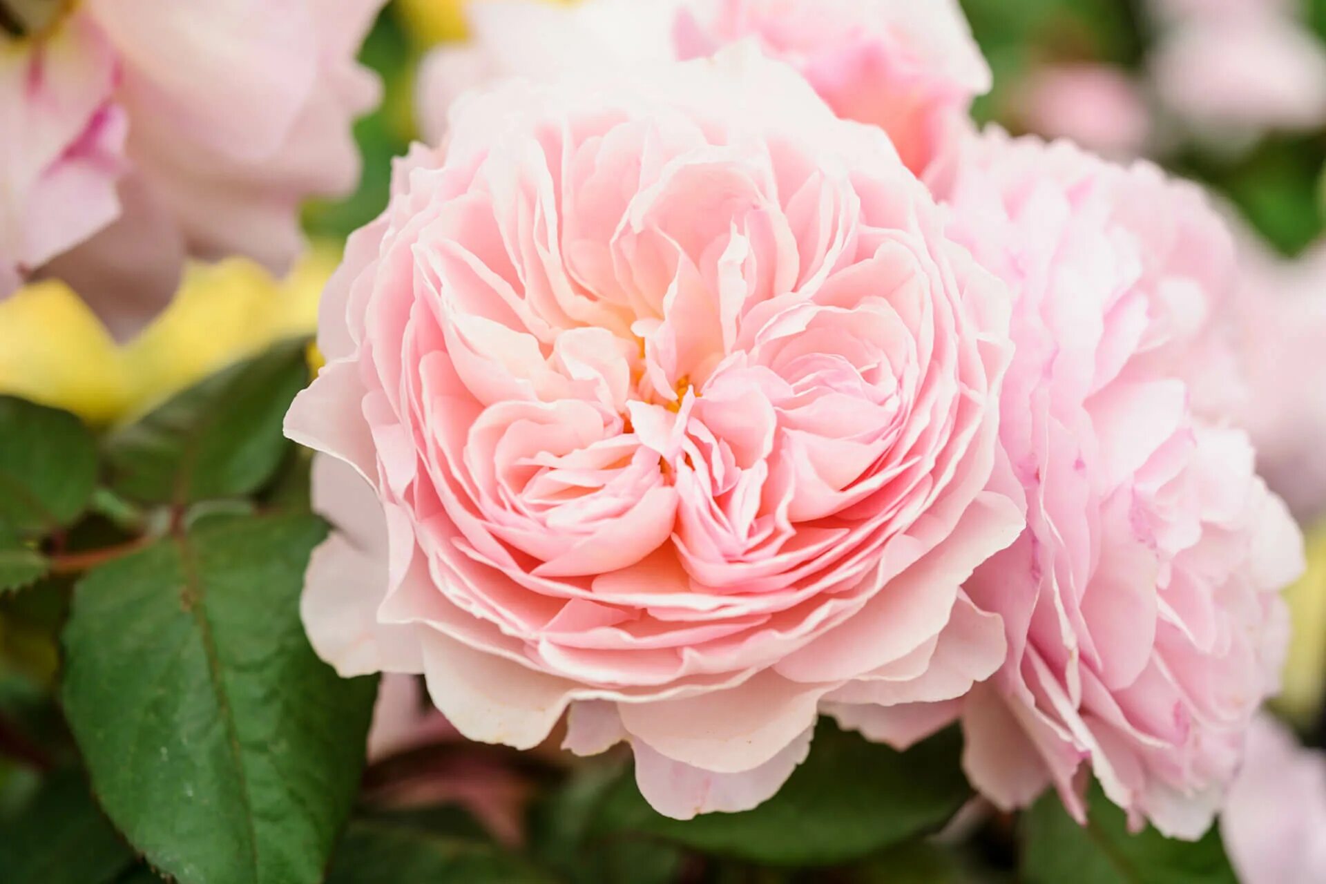 Э шропшир лэд. Роза э шропшир лэд. Э шропшир лэд. Э шропшир лэд. Кустовая роза э шропшир лэд (a shropshire lad).