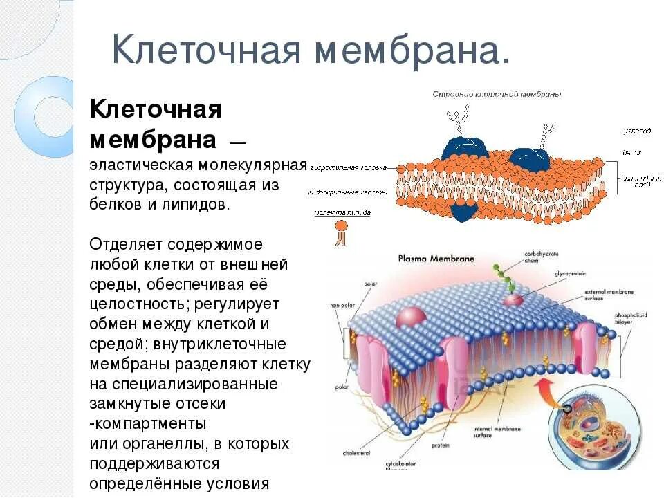 Перечисли функции клеточной мембраны. Клеточная мембрана строение и функции. что такое клеточная мембрана в биологии 5 класс кратко. что такое клеточная мембрана в биологии 5 класс. строение клеточной мембраны биология.