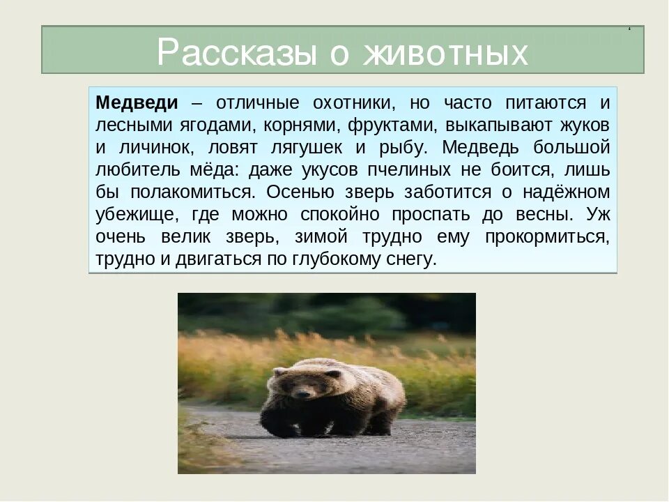 Проект про 1 животного. Рассказы о животных. Рассказ о животном. Небольшой рассказ о животных. Рассказ о животных 4 класс.