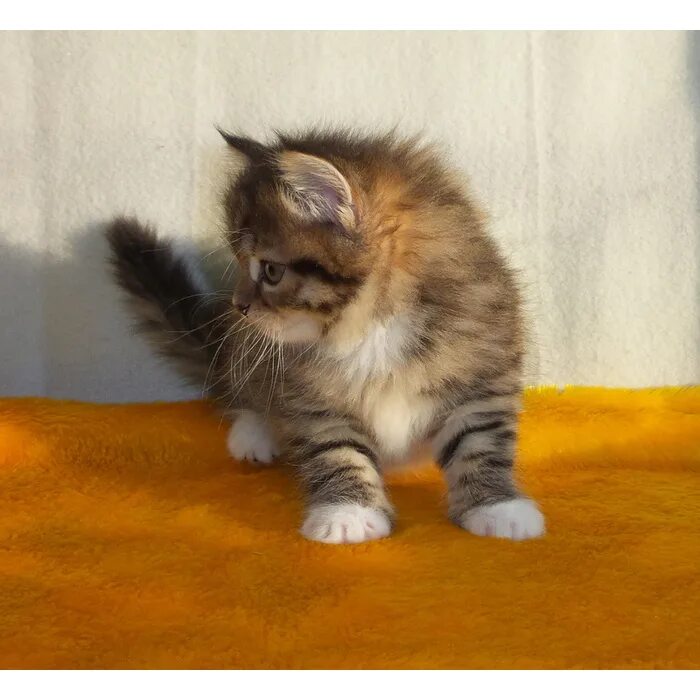 Кошка 8 месяцев
