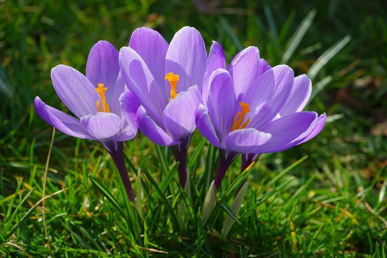 Крокус что за цветок. Крокус цветок. Пурпурный Крокус. Расцветающее растение Крокус. Крокус Шафран синий.