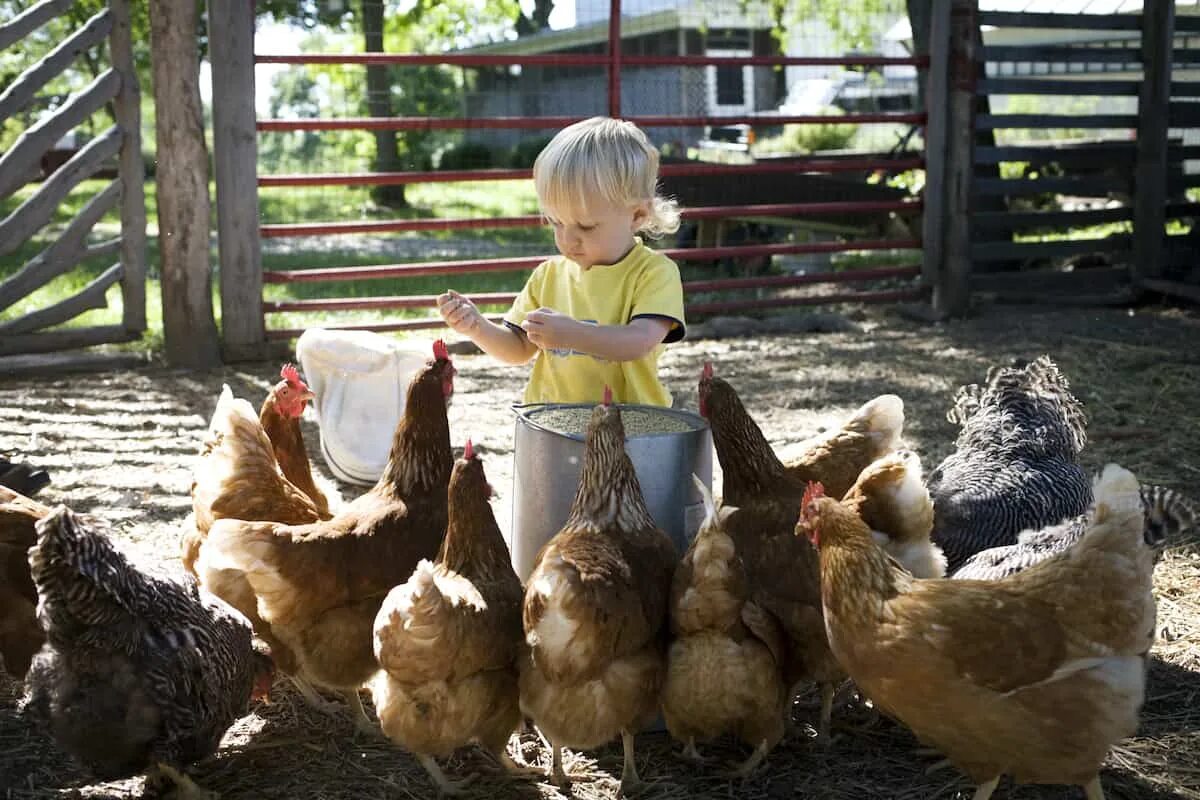 Курица можно сесть. Куры в деревне. Деревенские животные. Фотосессия с цыплятами. Курица с цыплятами.