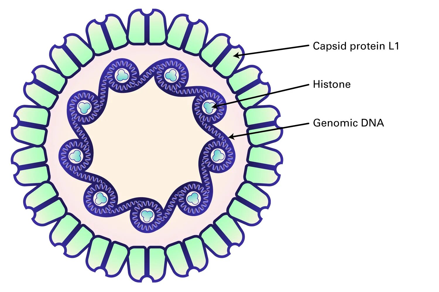 Семейство Papillomaviridae. Структурные компоненты вириона вируса семейства papillomavirus. Папилломавирус строение вириона. Papillomaviridae антигенная активность. Papilloma virus