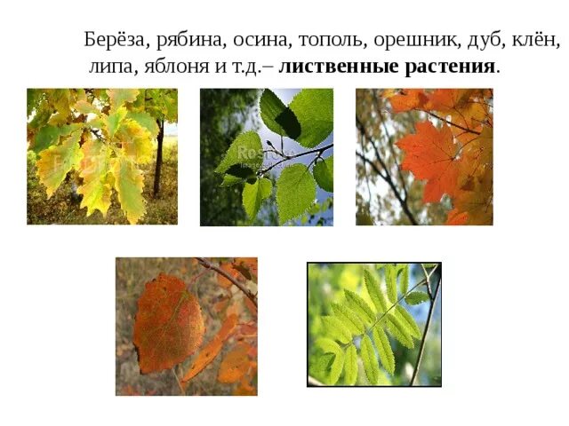 Когда листопад у берез заканчивается лип. Когда листопад у берез заканчивается лип