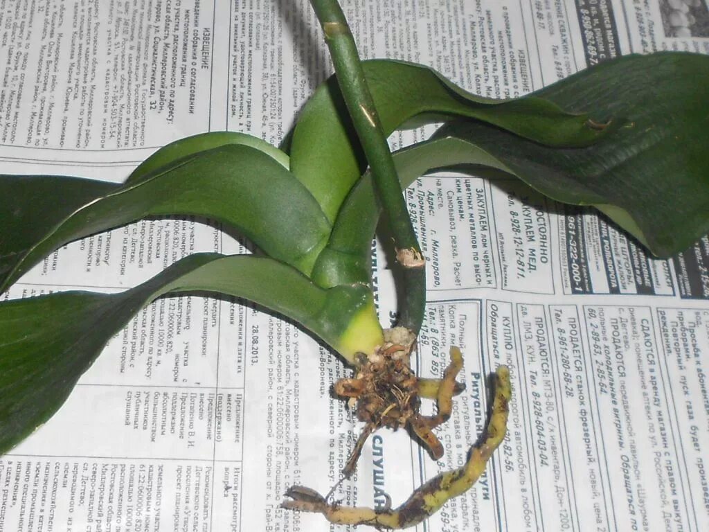 Орхидея фаленопсис корни. Орхидея фаленопсис реанимация. Орхидея Камбрия псевдобульба.