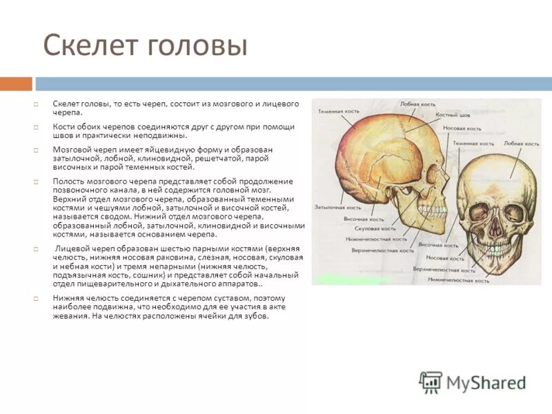 Головной отдел скелета. Характеристика соединения костей лицевого отдела черепа. Характеристика костей черепа мозговой отдел. Соединение костей мозгового отдела черепа. Строение и соединение костей мозгового и лицевого черепа.