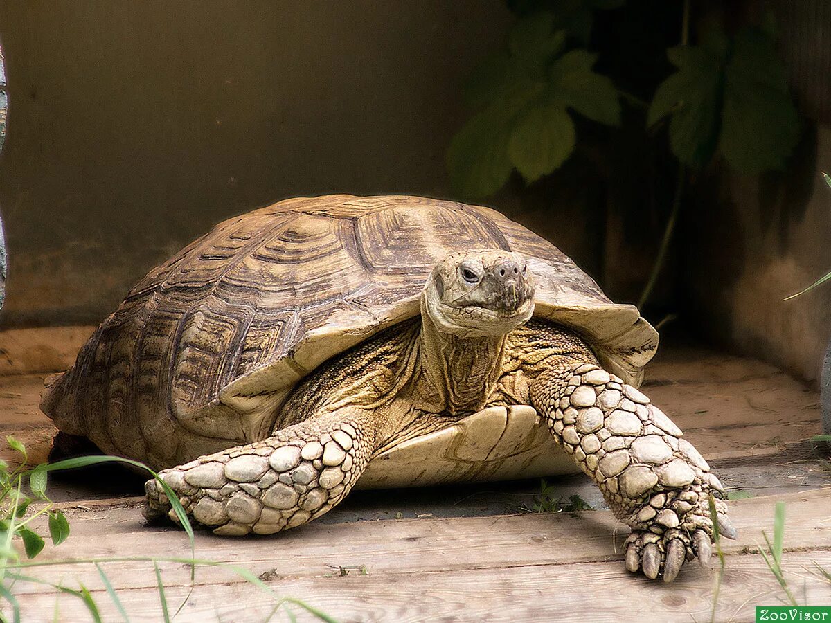 Черепаха 9 8. 23 Мая черепахи. Всемирный день черепах 23 мая. 24 Мая - Всемирный день черепахи. Черепаха в Китае.