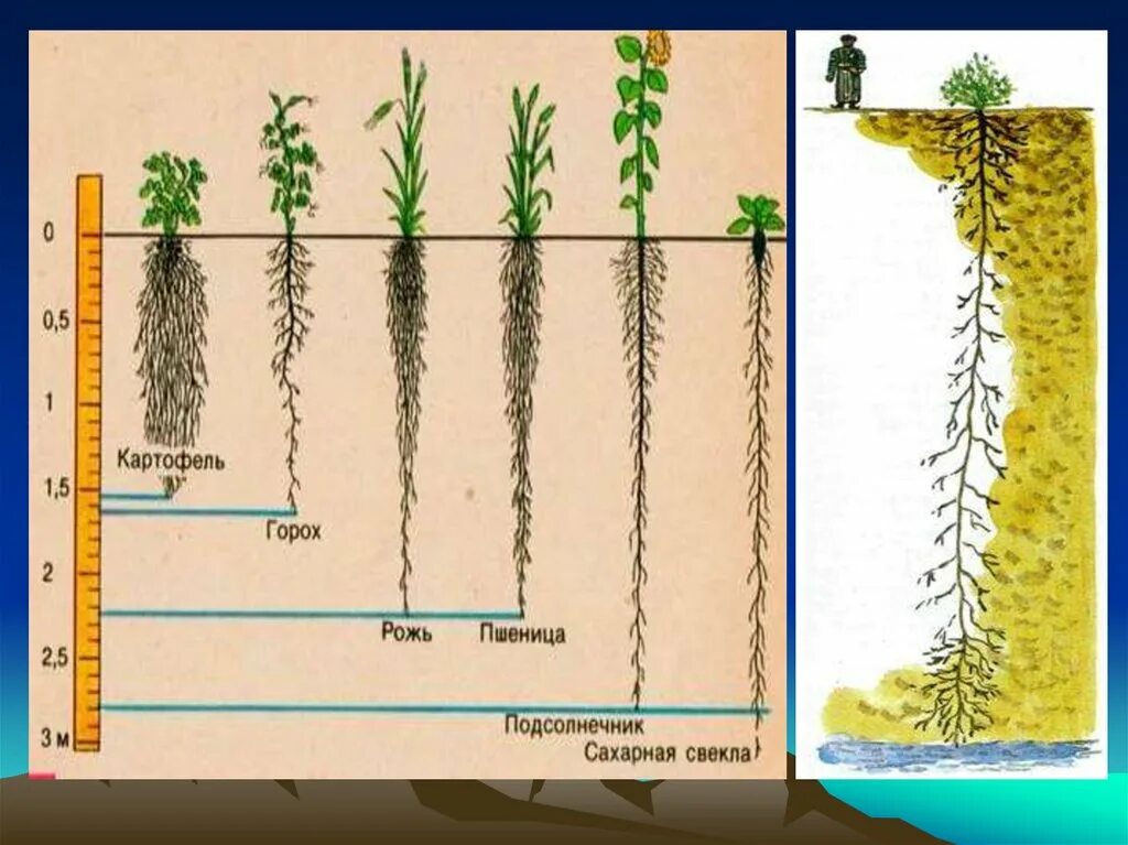 Глубь корень. Корневая система ржи. Корневая система пшеницы глубина. Корневая систерагороха. Корневая система растений глубина.