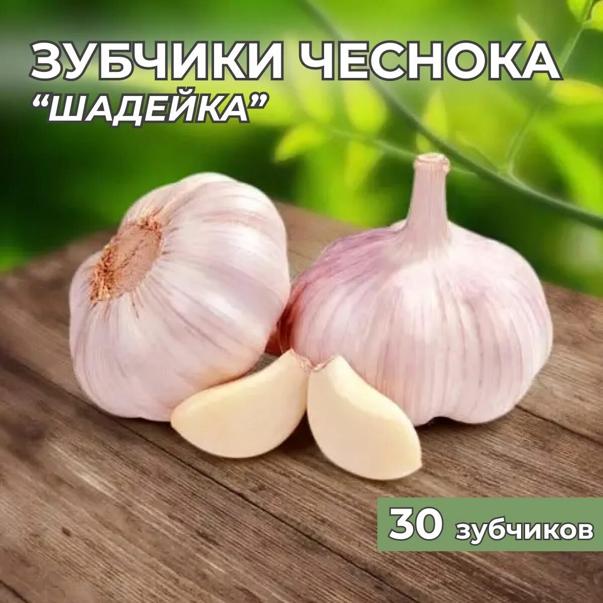 Чеснок шадейка описание сорта отзывы. Чеснок. чеснок растение. сорта чеснока. крупный чеснок.