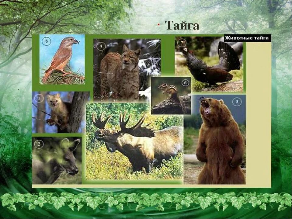 Какие животные в природной зоне тайга. Животный мир тайги в России 4 класс окружающий мир. Обитатели тайги. Природный мир тайги. Тайга обитатели и растительность.