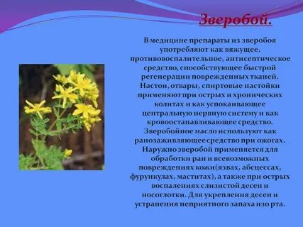 Зверобой трава противопоказания для женщин