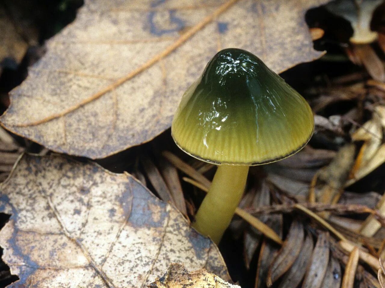 Гигроцибе пёстрая гриб. Гигроцибе пёстрая (Hygrocybe psittacina). Зеленый гриб Гигроцибе. Гидроцибе гриб зеленый.