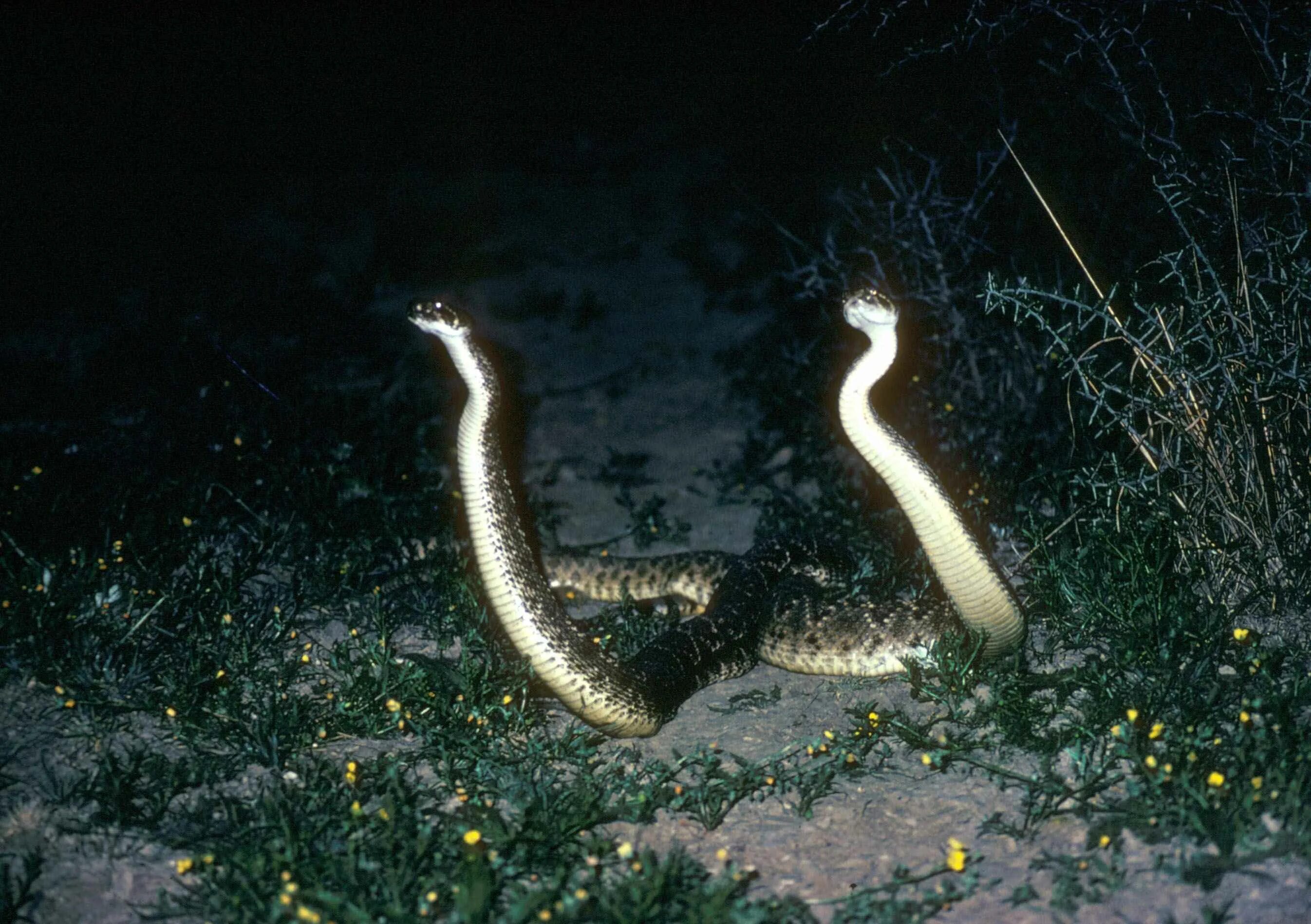 Что змея ночью обнаружит на более удаленном. Diamondback Snake. Техасская гремучая змея. Змея ночью. Мистическая змея.