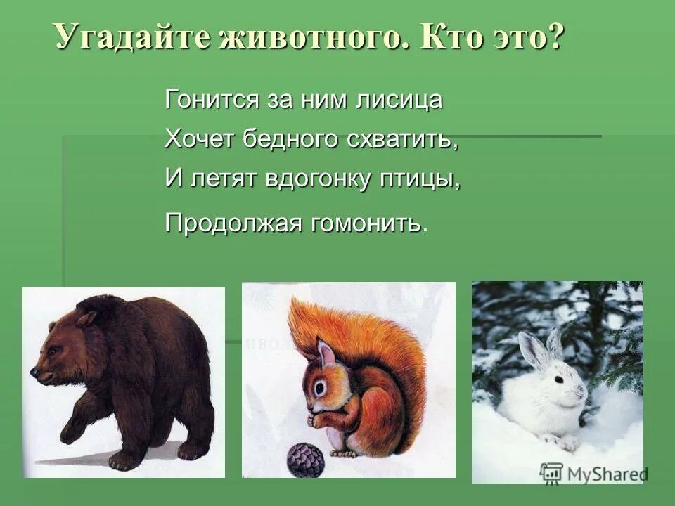 отгадай зверей. животное по фрагменту. угадай животное по фрагменту. отгадай зверей. части тела животных для детей.