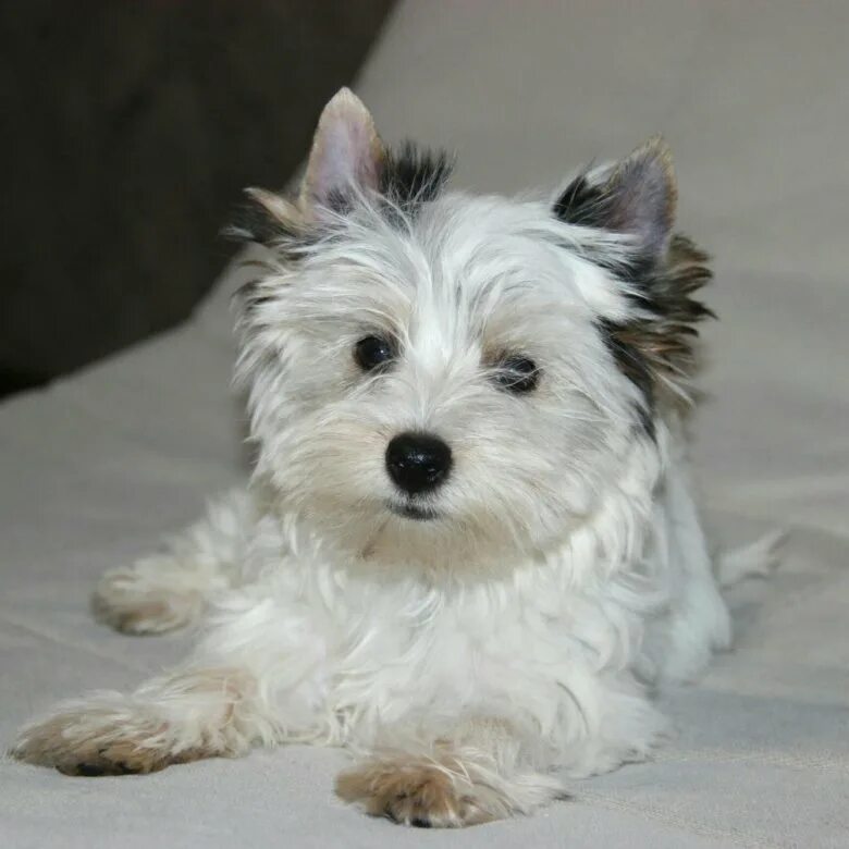 вест хайленд йоркширский терьер. голддаст йоркшир белый. йоркширский терьер бивер беленький. белый йоркшир терьер. фото белых йорков.