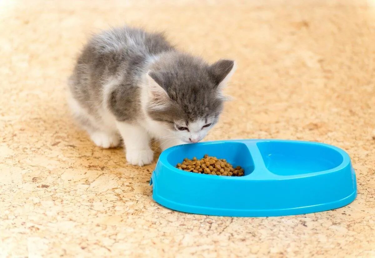 Как приучить котенка. Котенок ест. Миски для котят. Еда для маленьких котят. Кошачья еда для котят.