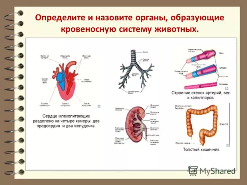 Кровеносная система биология 8 класс контрольная