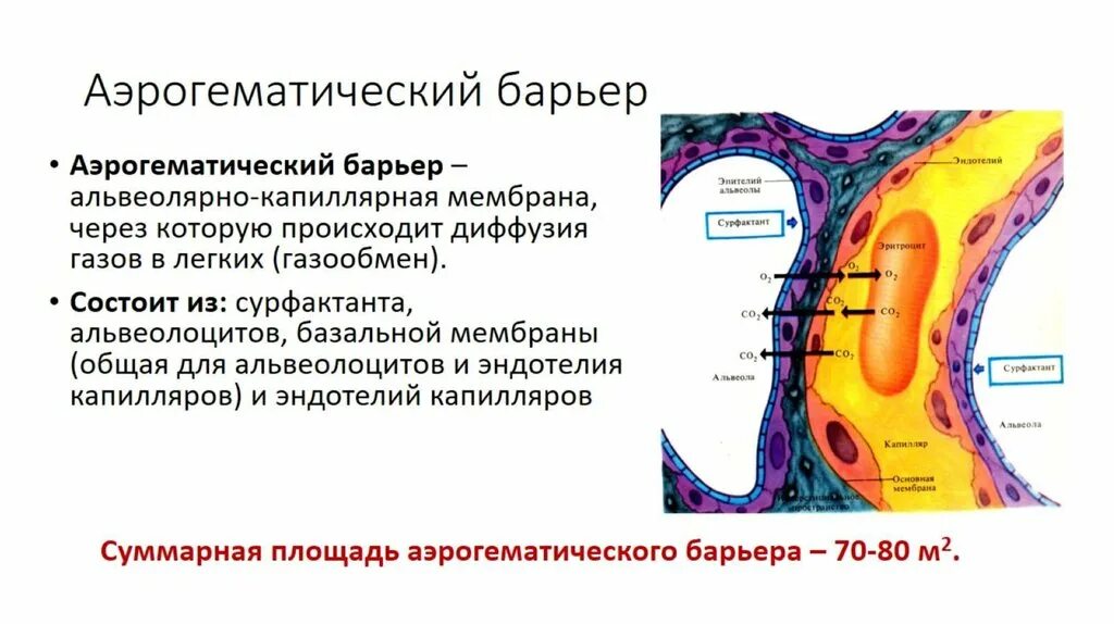 Барьеры гистология