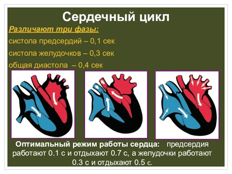 Какова продолжительность систолы предсердия если известно