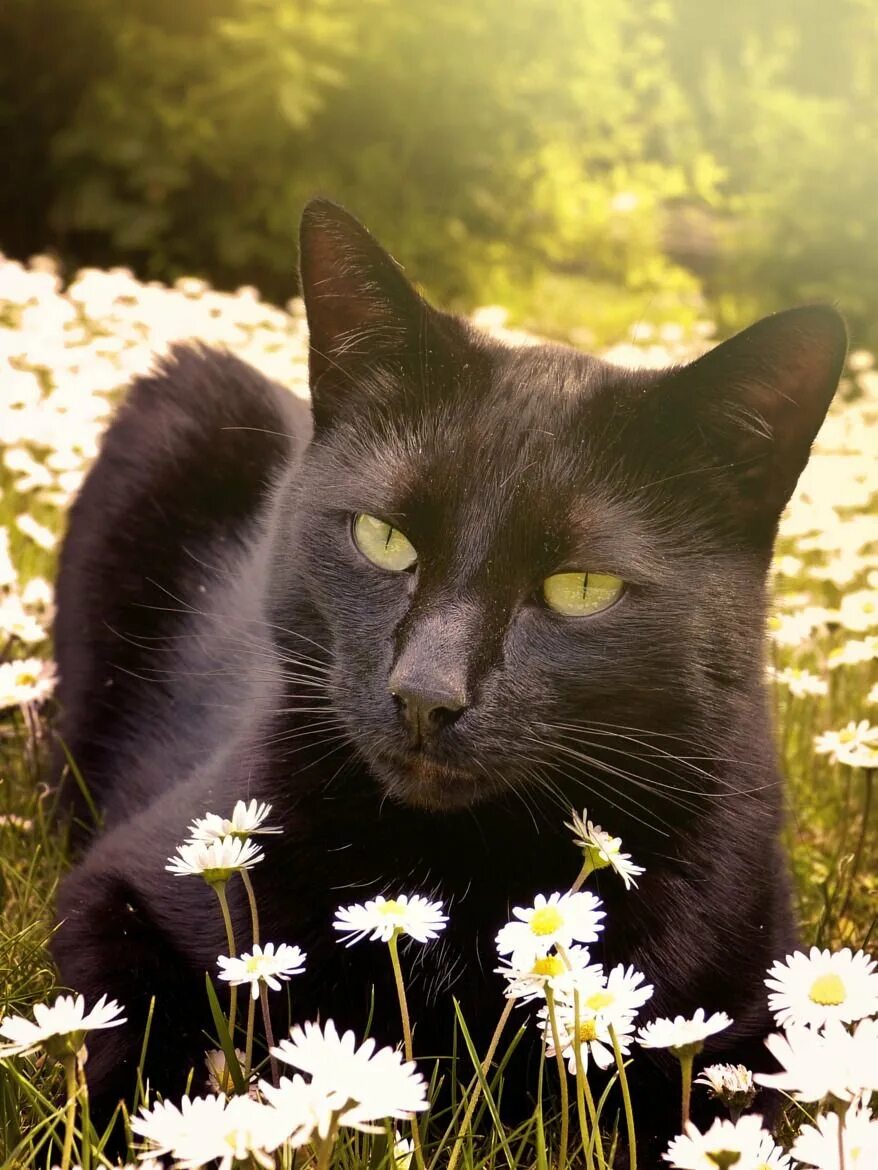 Кошки картинки красивые. Чёрный кот. Красивые кошки. Красивый черный кот. Красивая черная кошка.