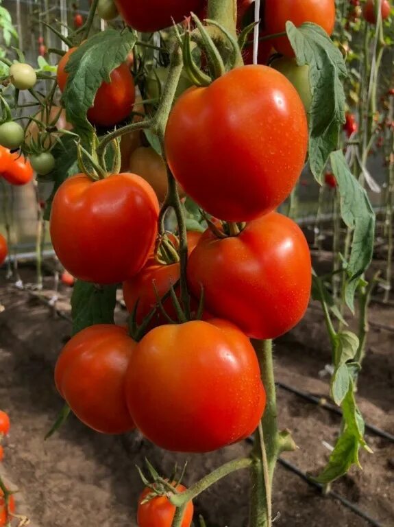 Томат гостинец вкуснотека. Томат русский гостинец. Томат гостинец семена. Томат зеленый гостинец. Томат зеленый гостинец.