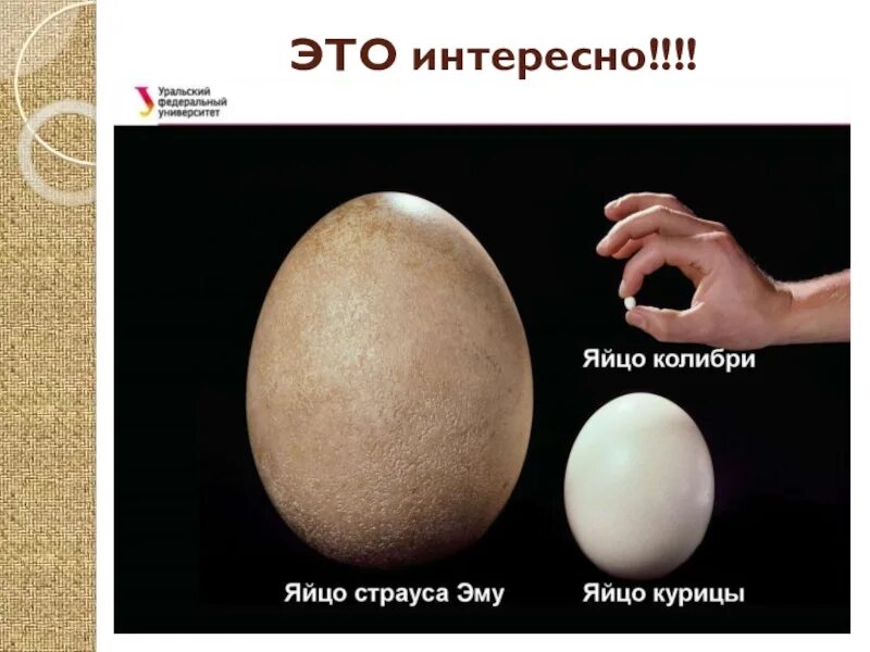 Редкие яйца в мм2 на каких картах. Яйцо страуса. Яйца Колибри размер. Яйцо Колибри и страуса. Яйцо МОА.