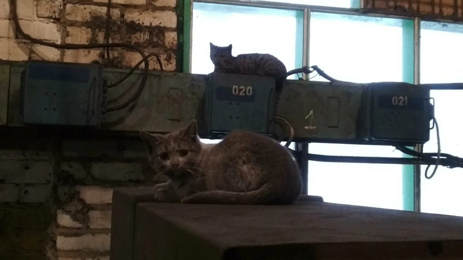 Кот на заводе мем. Кот на заводе. кот в цеху. котенок на заводе. заводские коты.