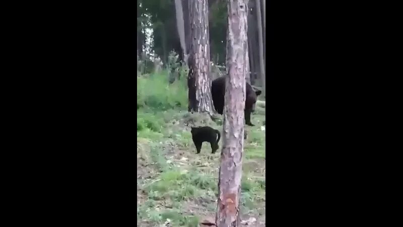 Суровый медведь Евпатория. Видео кот нападает на медведя. Коты прогнали медведя видео. Кот отгоняет медведя от лагеря gif. Вася давай по новой