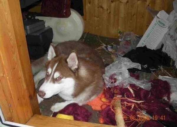 Можно ли хаски. Можно ли хаски. Сибирский хаски в доме. Щенок хаски в квартире. Хаски в квартире.