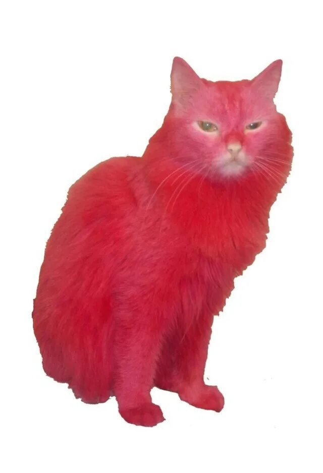 Cats me red. Красный кот. Розовая кошка. Красный котенок. Красный кот порода.