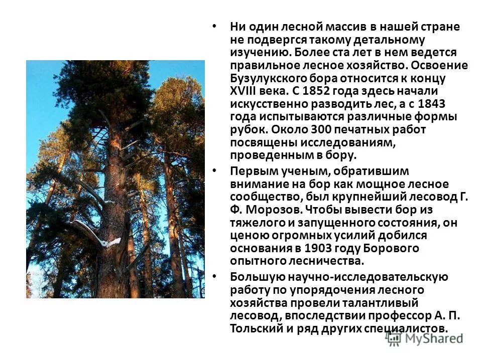 Семья нильса бора. Н бор открытия. Бузулукский бор проект. Сообщение о сосновом лесе. Бор главные мысли.