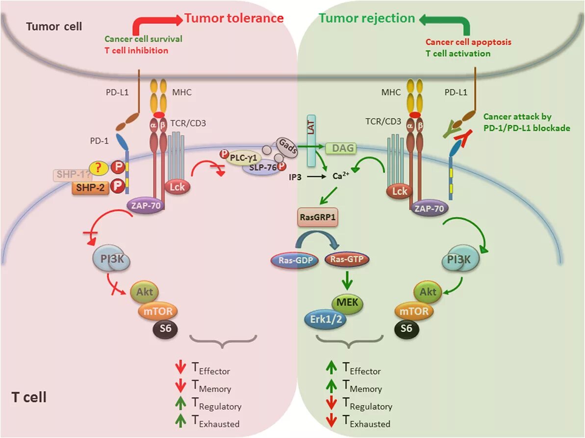 Рецепторы pd1 и PD-l1. Pdl1. PDL белок. PD-l1 Pathway.