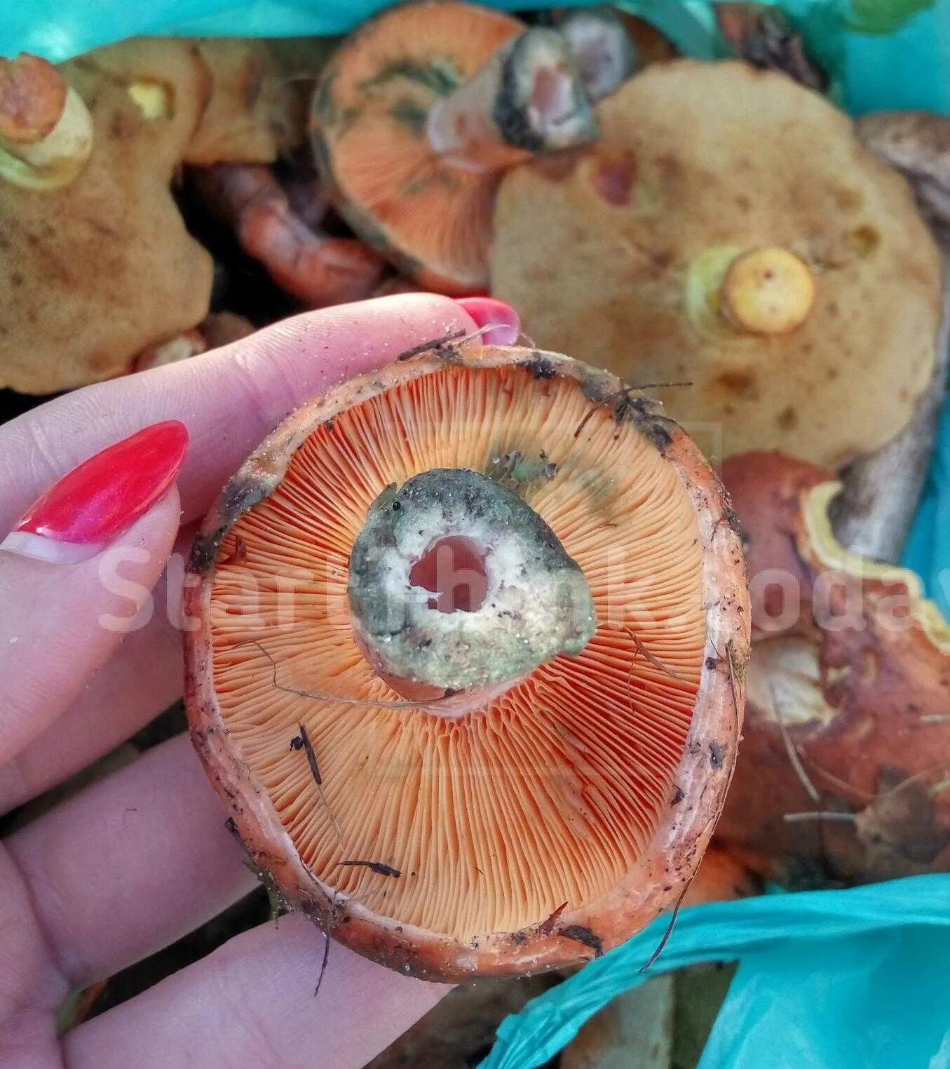 Рыжики пластинчатые грибы. Гриб Рыжик на срезе. Гриб оранжевый на срезе. Рыжик на срезе.