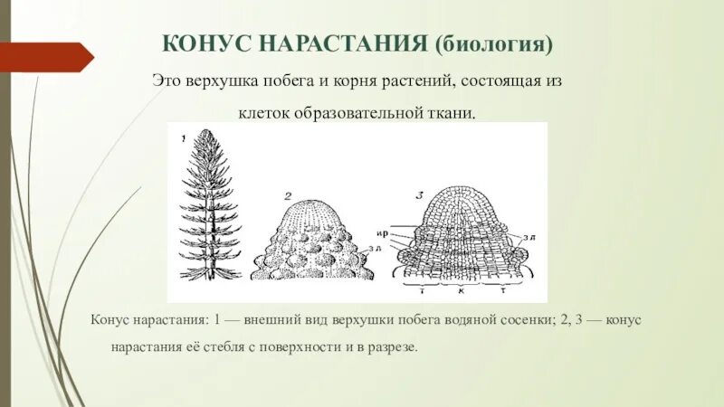 Образовательные ткани конус нарастания побега. Образовательная ткань растений конус нарастания. Строение конуса нарастания стебля. Что такое конус нарастания побега 6 класс биология.