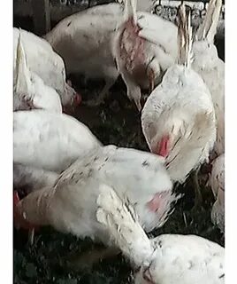 Куры щиплют перо друг у друга