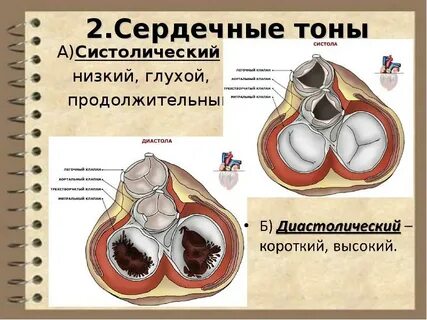 Физиология сердечно сосудистой