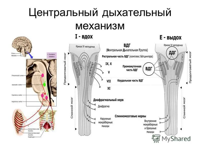 Центр дыхания и сердечно сосудистой деятельности. Дыхательный физиология центр механизмы. Продолговатый мозг центр дыхания. Структура дыхательного центра физиология. Структурная организация дыхательного центра.