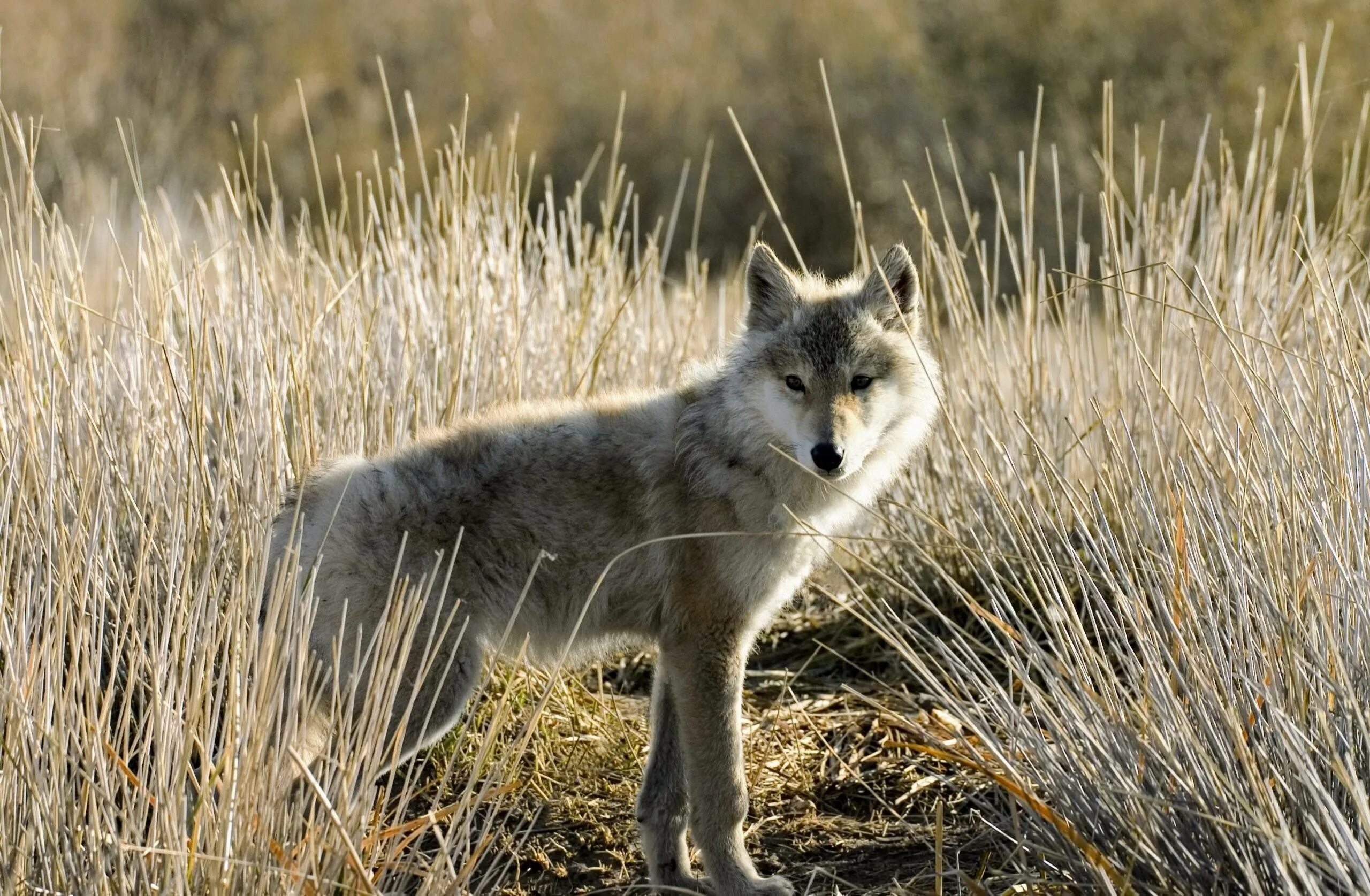 Степной волк Казахстана. Тундровый волк. Животные степи Степной волк. Волк в лесостепи. Волк в какой природной зоне