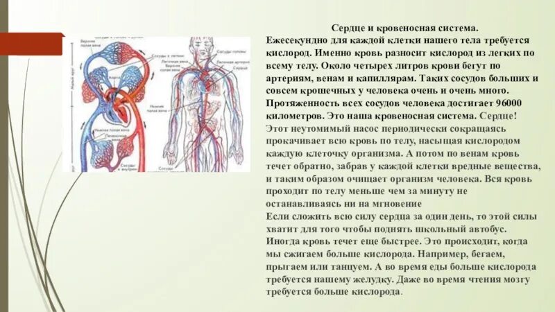 Кровообращение червей. Кровеносная система человека доклад 3 класс. Сообщение кровеносная система человека 3 класс. Рассказ о кровеносной системе человека 4 класс. Кровеносная система человека 3 класс окружающий мир презентация.