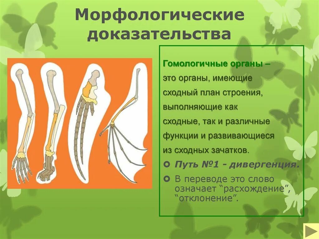 Доказательства эволюции крыльев. Доказательства эволюции крыльев