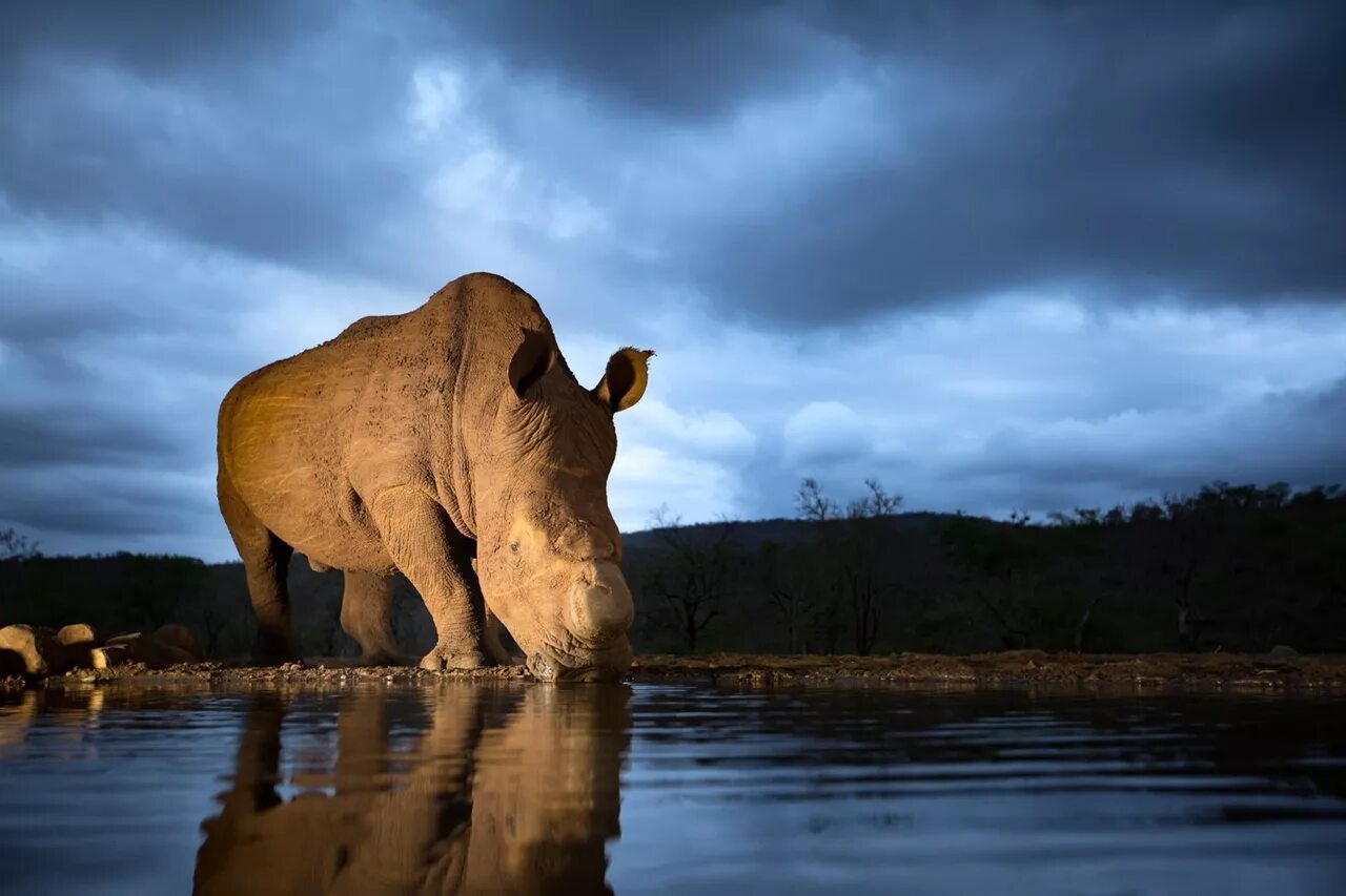 Nashinal джиографик. Нэшнл географик животные. Лучшие фотографии. National Geographic фотографии.