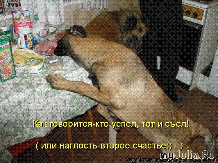Что значит наглость. Наглость второе счастье. наглость-второе счастье цитаты. как говорится наглость второе счастье. поговорка наглость второе счастье.