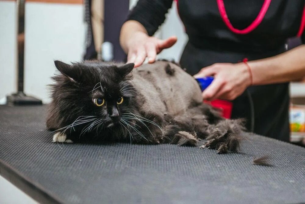 У кота шерсть стрижка